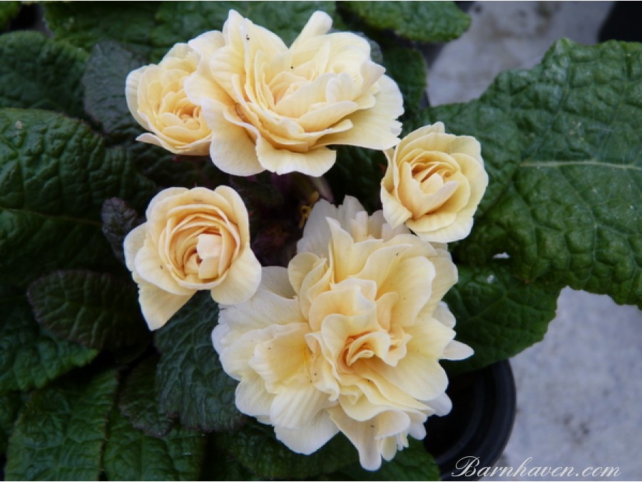 Double primrose GUERNSEY CREAM